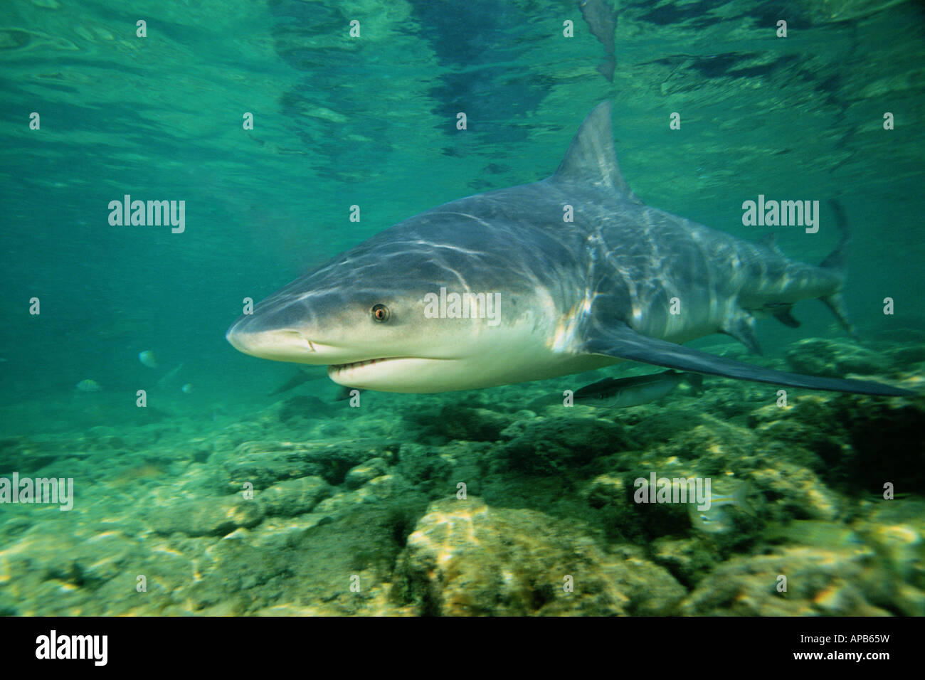 Bull shark Carcharinus leucas Bahamas Atlantic Ocean Stock Photo Alamy
