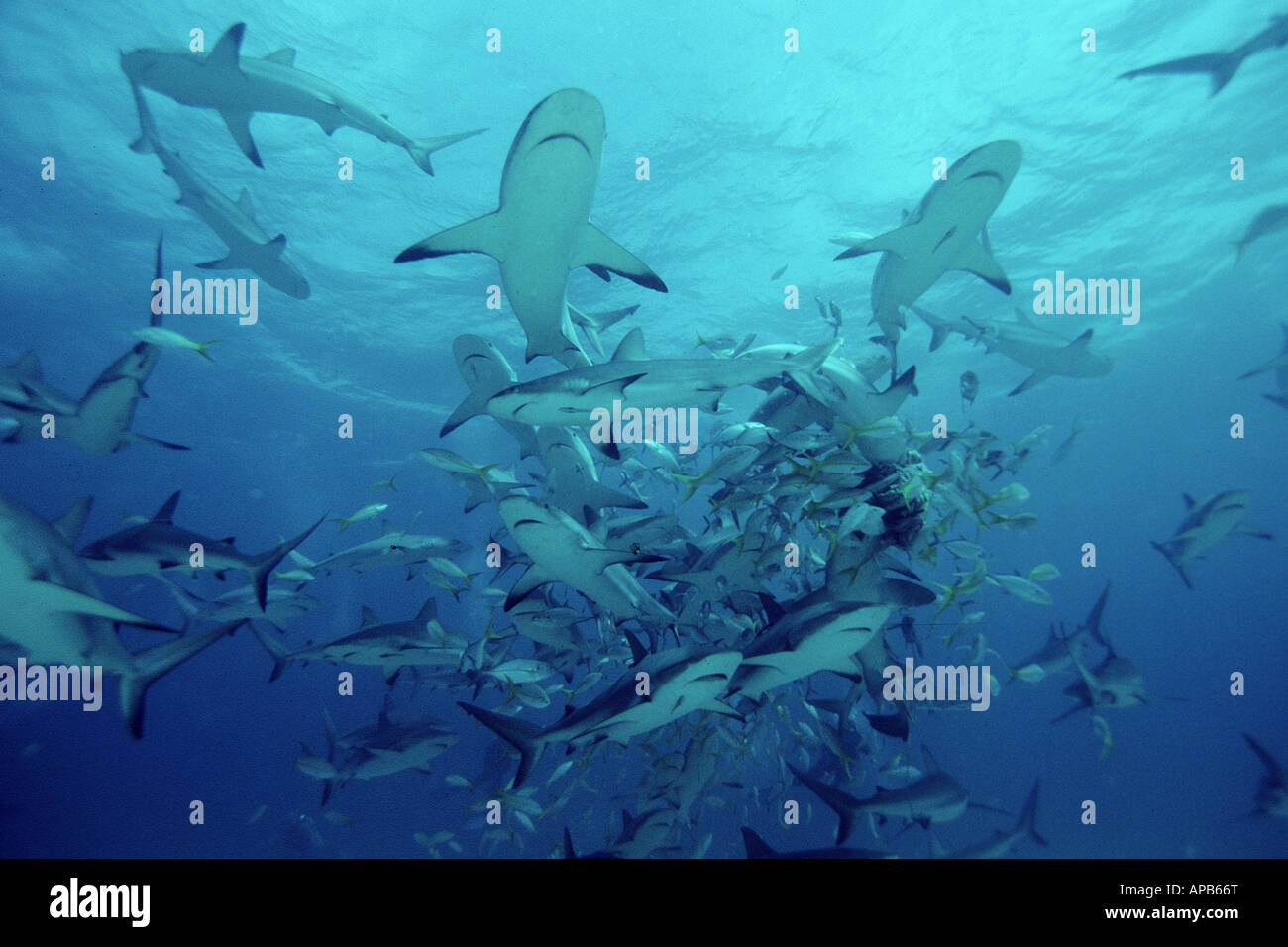 Feeding frenzy hi-res stock photography and images - Alamy