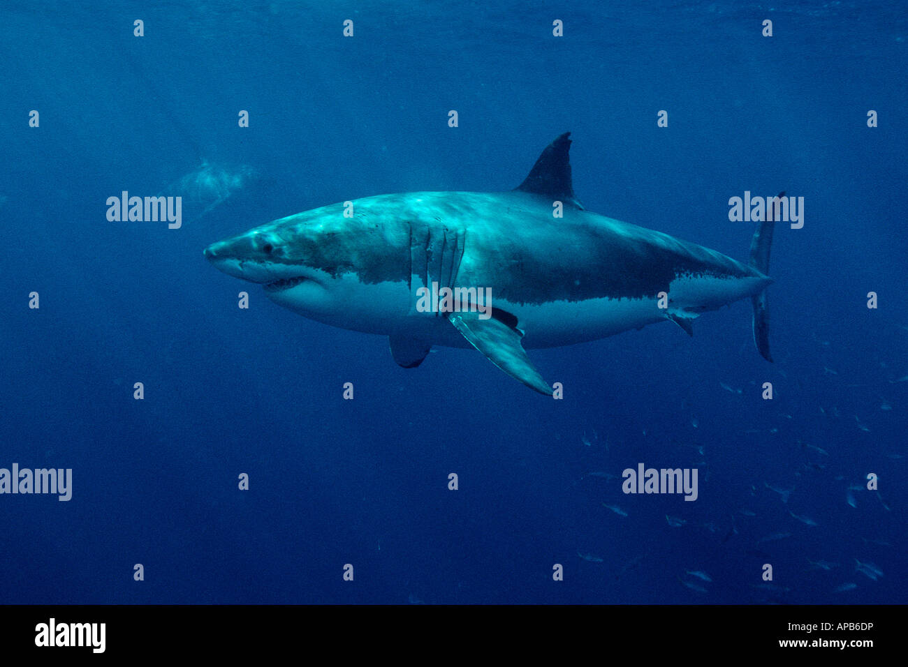 White shark Carcharhodon carcharias Gaudalupe Island Pacific Ocean Stock Photo