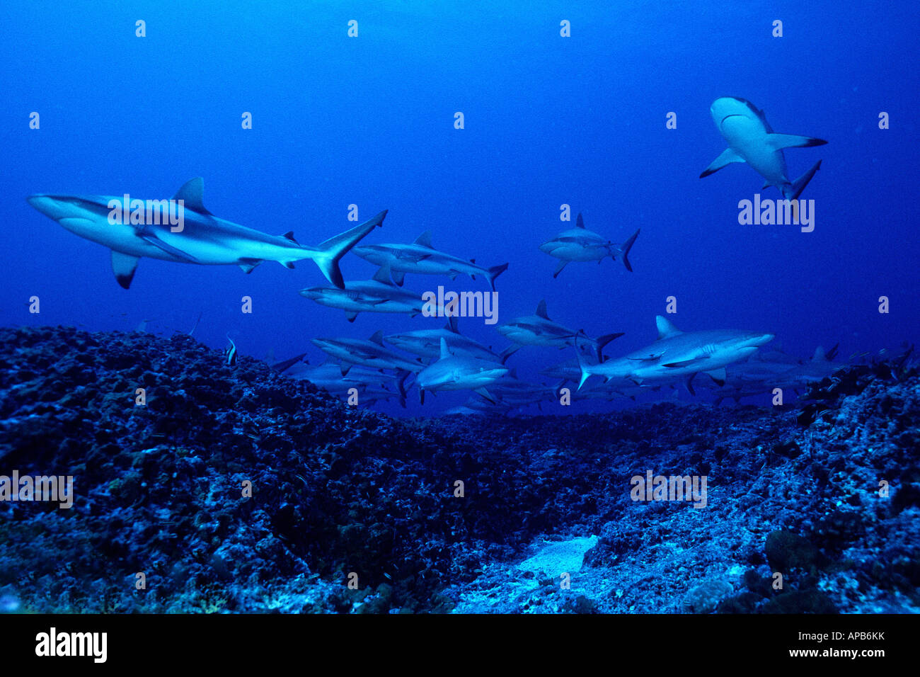 Gray reef shark Carcharhinus amblyrhynchos Stock Photo