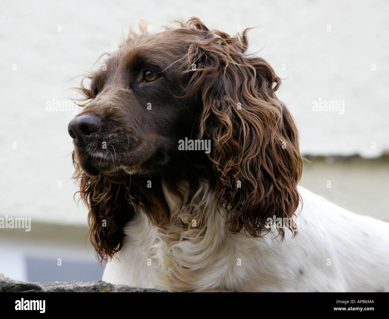 A portrait of a springer spaniel. Stock Photo