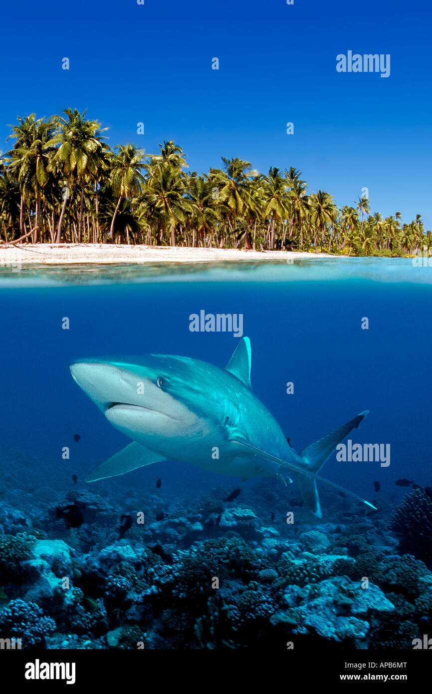 Silvertip shark Carcharhinus albimarginatus Tuamotus Pacific Ocean Stock Photo