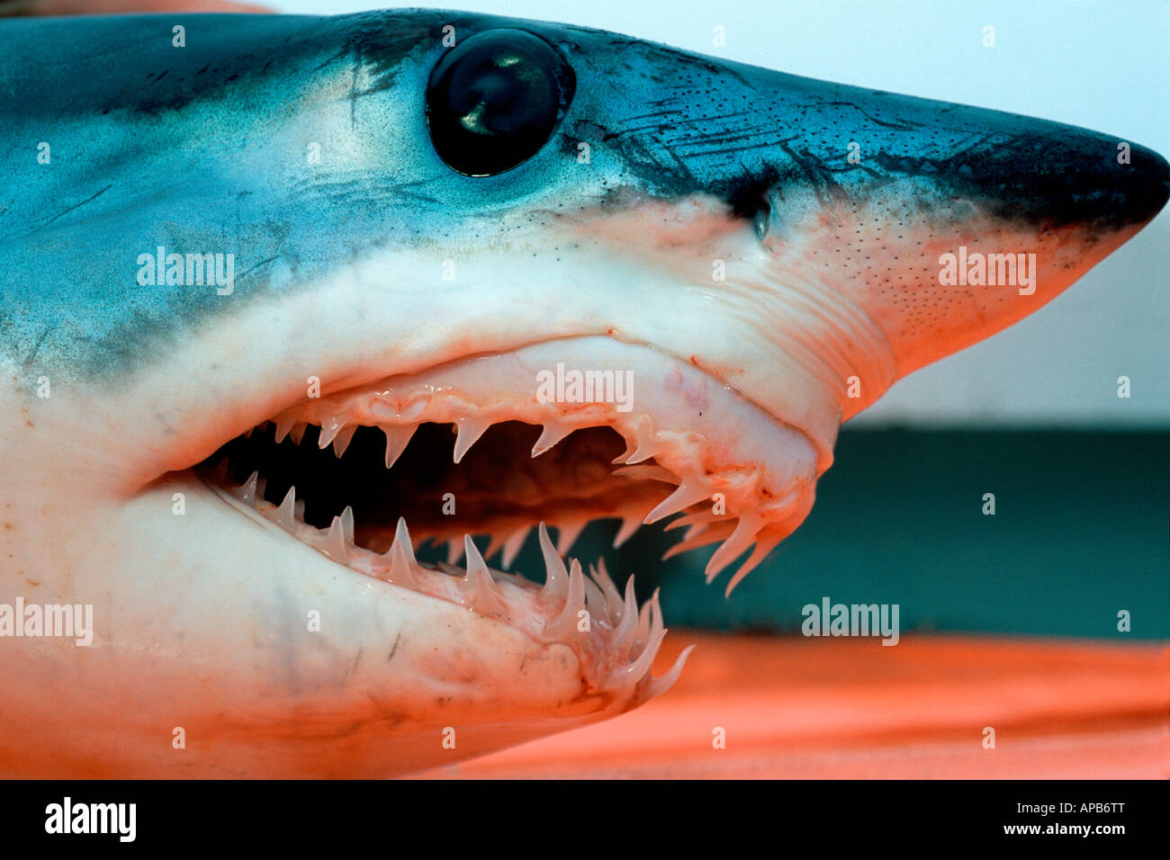 Shortfin mako Isurus oxyrinchus teeth California Pacific Ocean Stock Photo