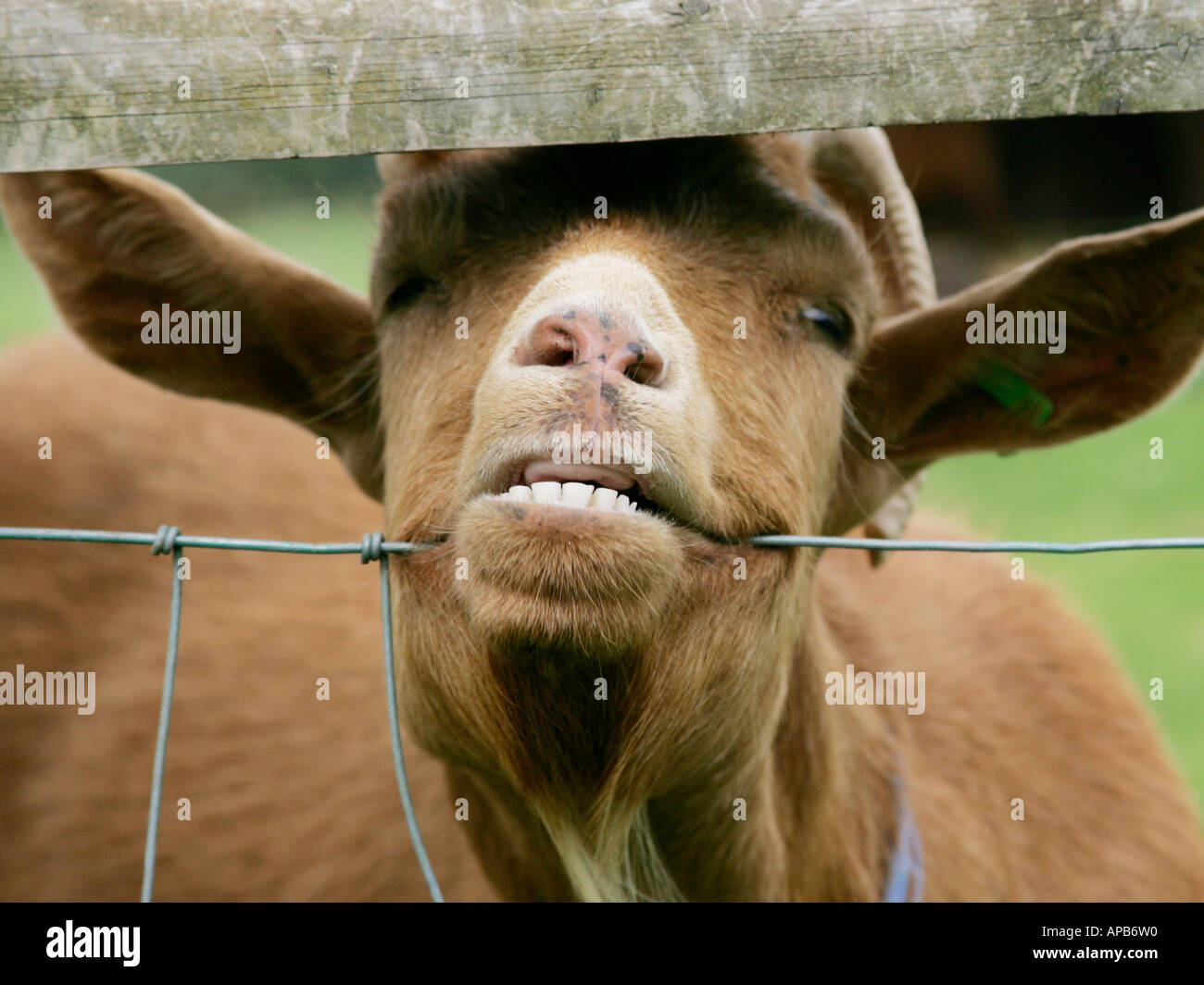 A brown goat chewing on a wire fence. Stock Photo