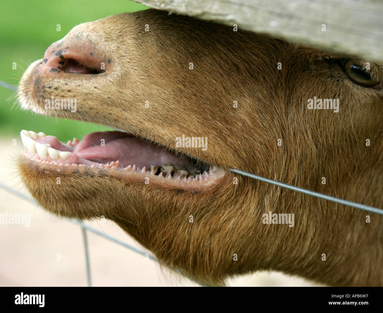 Goat Teeth