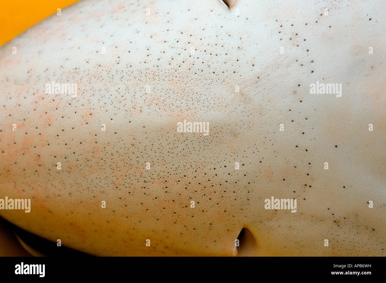 Blue shark Prionace glauca ampullae of lorenzini California Pacific