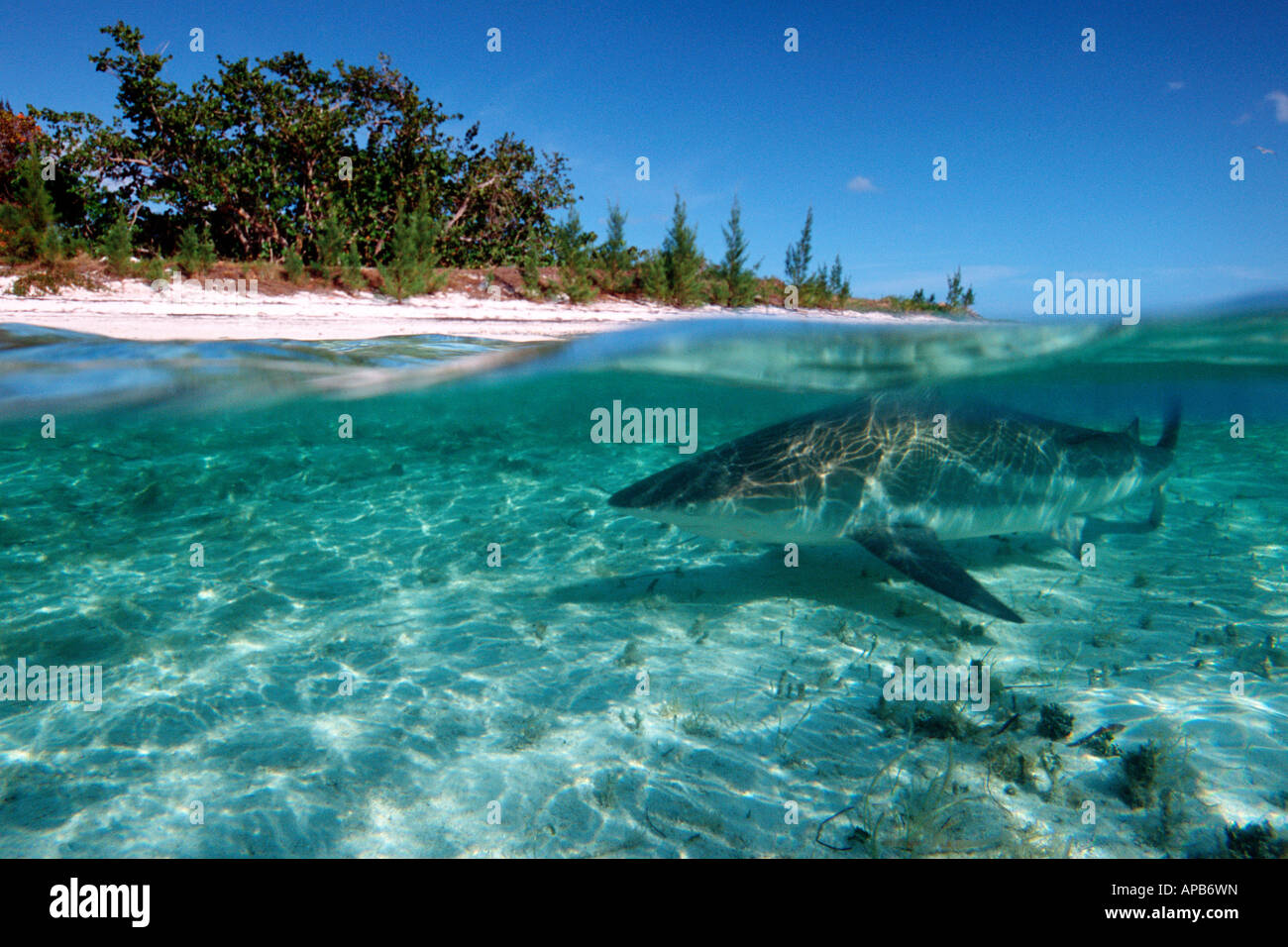 Blacktip shark Carcharhinus limbatus Walkers Cay Bahamas Islands Atlantic  Ocean Stock Photo - Alamy