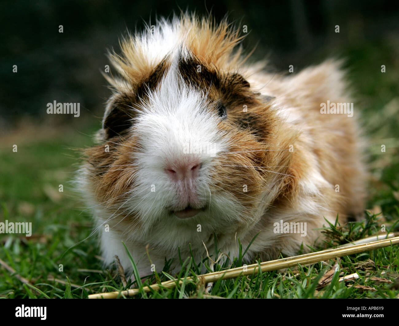 A Guinea Pig With Long Orange And White Fur Stock Photo 8991800