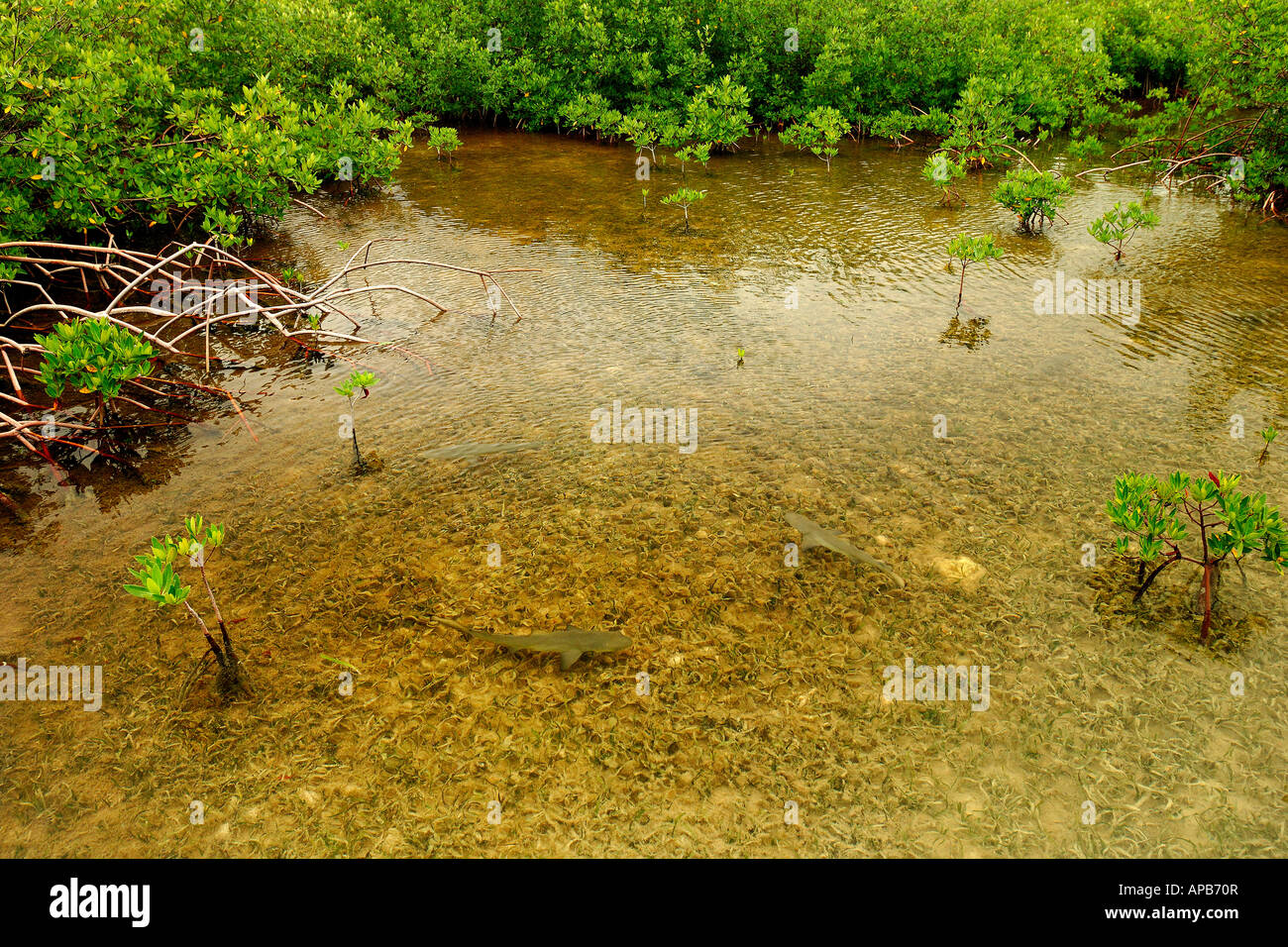 Lemon shark Negaprion brevirostris juveniles in mangrove nursery Bimini Atlantic Ocean Stock