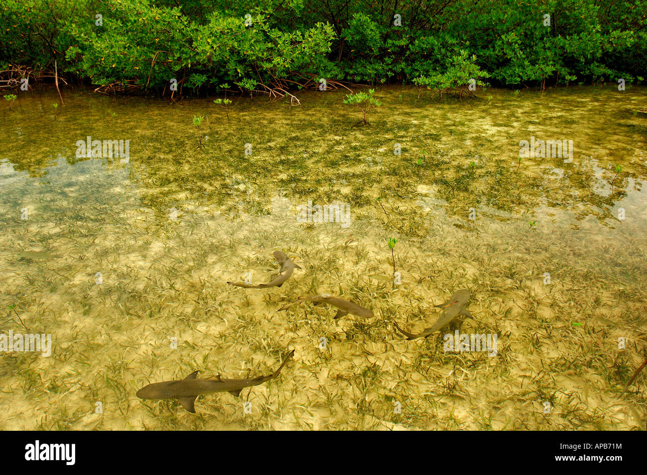 Lemon shark Negaprion brevirostris juveniles in mangrove nursery Bimini Atlantic Ocean Stock