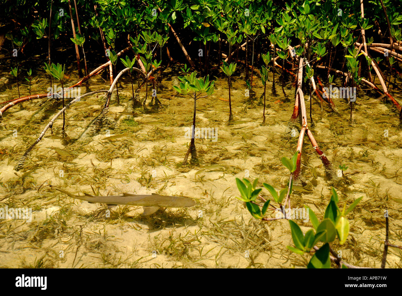 Lemon shark Negaprion brevirostris juveniles in mangrove nursery Bimini Atlantic Ocean Stock