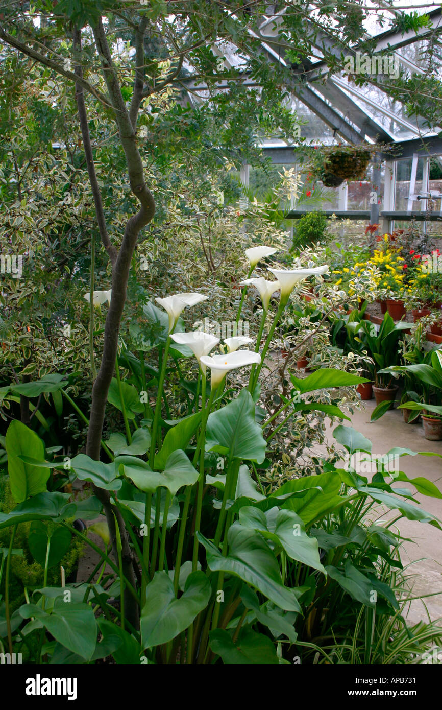 Glasshouse plants threave gardens hires stock photography and images Alamy