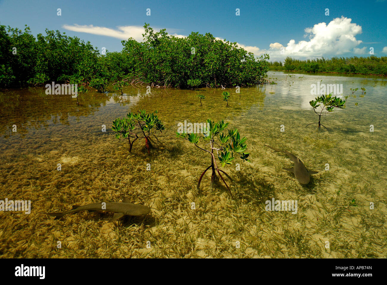 Lemon shark Negaprion brevirostris juveniles in mangrove nursery Bimini Atlantic Ocean Stock Photo