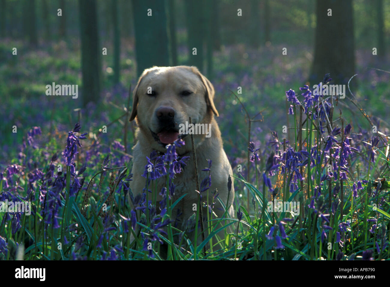 Golden Labrador portrait in a field of bluebells Stock Photo - Alamy