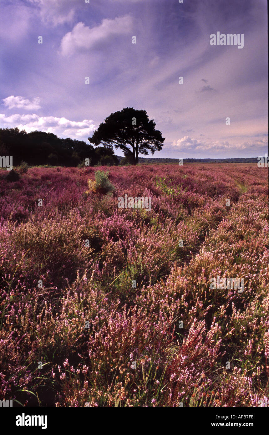 Heathland in the New Forest late August Hampshire England UK Stock Photo