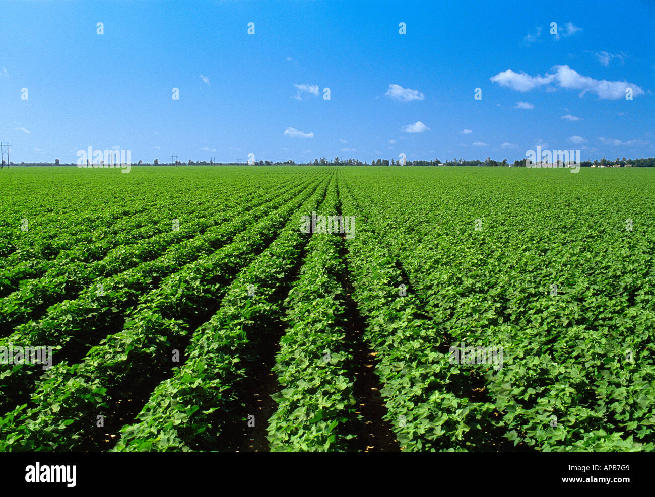 Agriculture Large mid growth cotton field / Arkansas, USA Stock Photo
