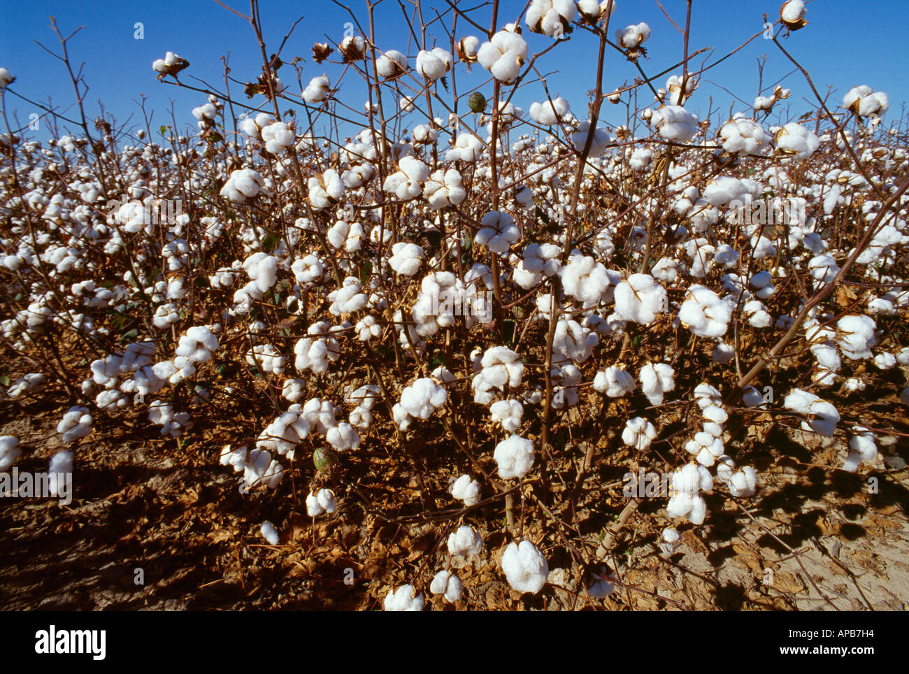 Agriculture - Sideview of mature cotton plants ready for harvest / Mississippi, USA. Stock Photo
