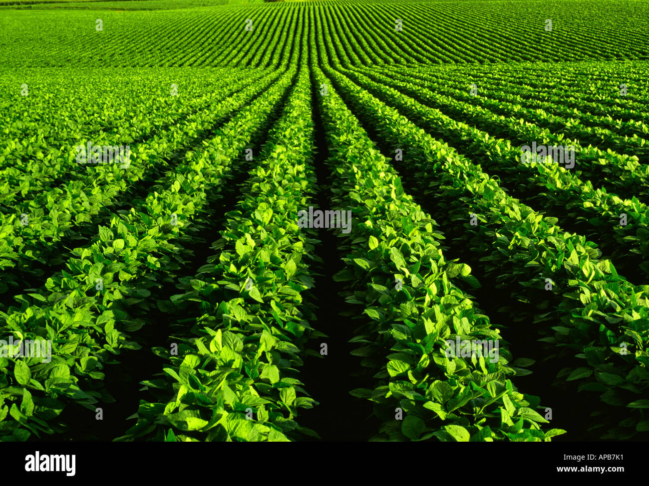 Agriculture Sloping healthy semimature mid growth soybean field