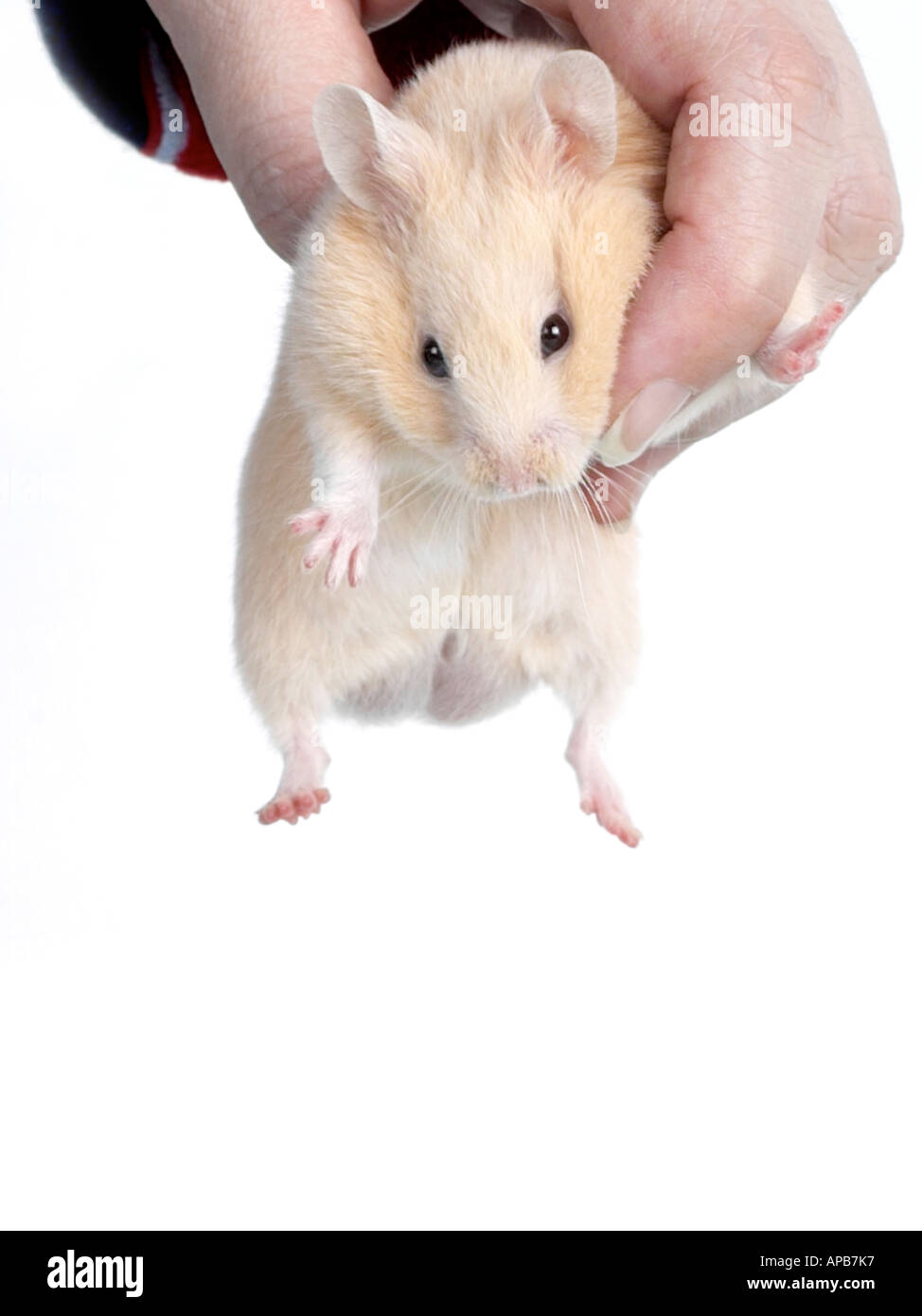 A hamster being held and carried. Stock Photo