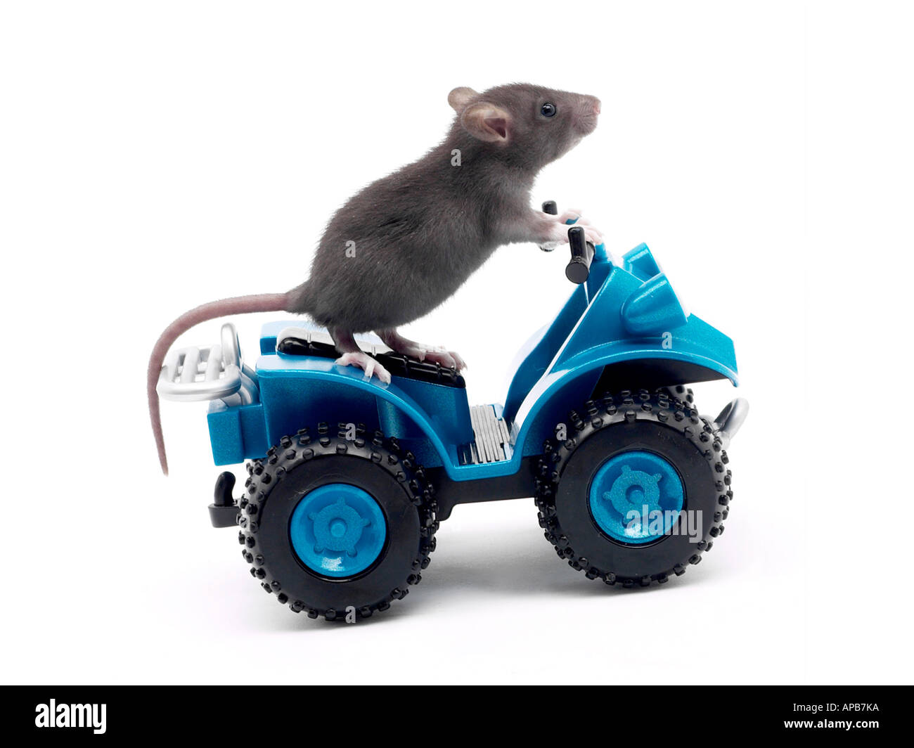 A rat on a toy car having a rat race. Stock Photo