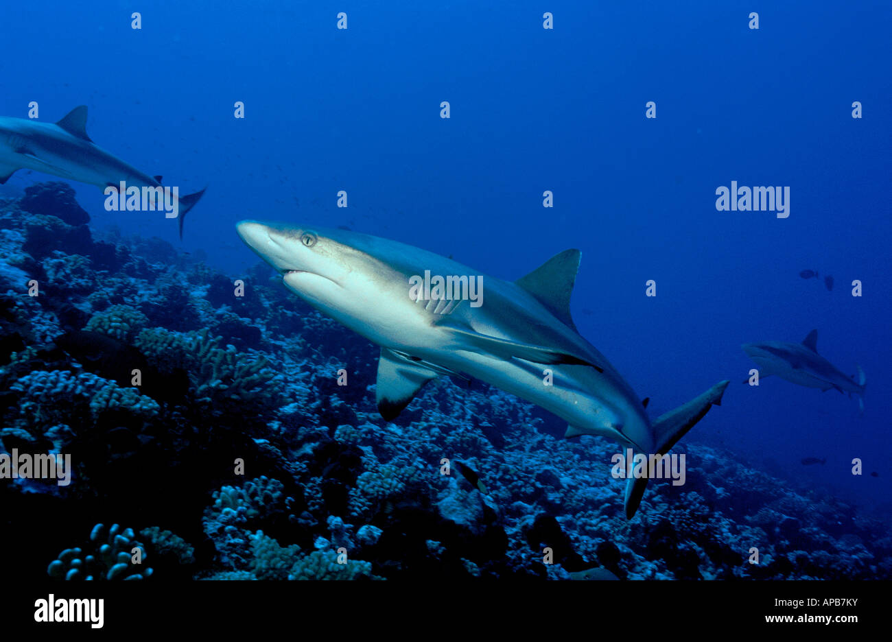 Gray reef shark Carcharhinus amblyrhynchos Tuamotus Pacific Ocean Stock Photo