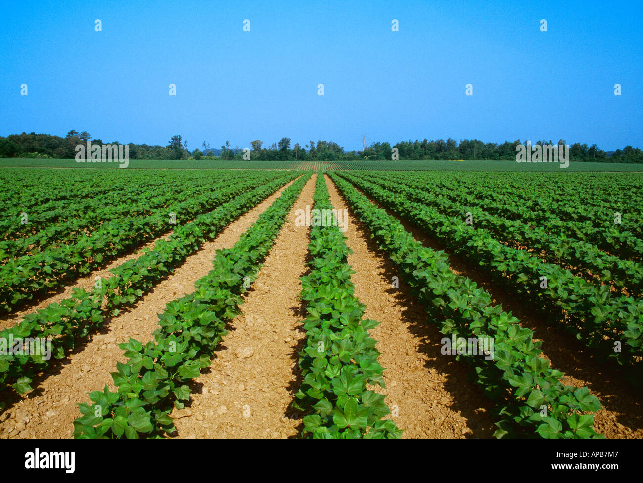 Agriculture Field of healthy early growth stage cotton plants / Mississippi, USA Stock Photo