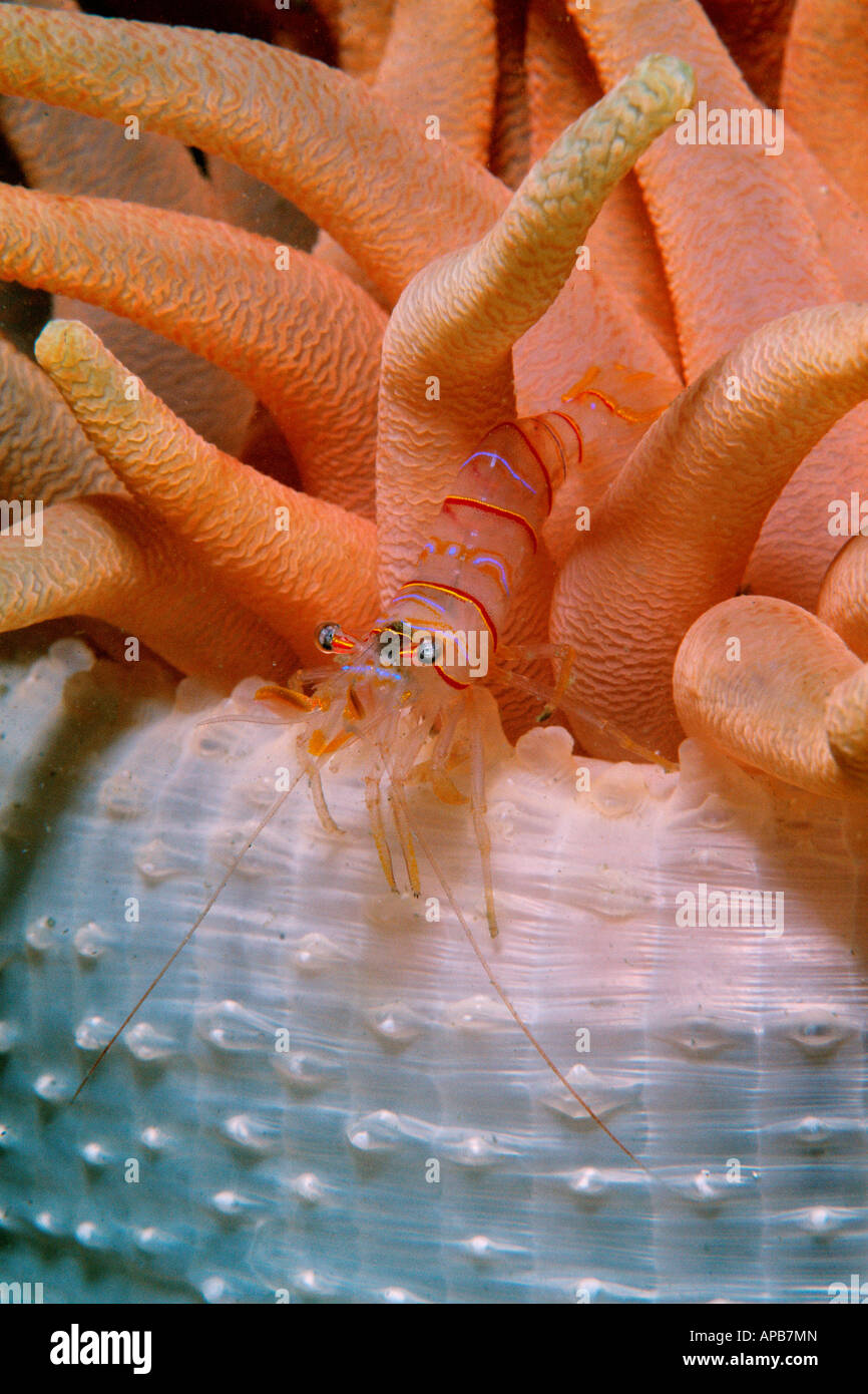 Candy stripe shrimp Lebbeus grandimanus on Crimson anemone Alaska Pacific Ocean Stock Photo