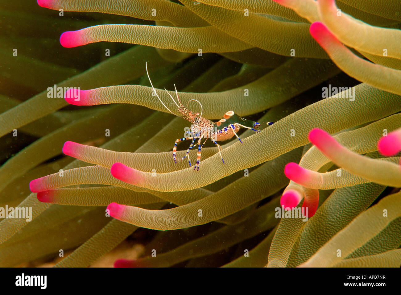 Spotted cleaner shrimp Periclimenes yucatanicus Caribbean Atlantic Ocean Stock Photo