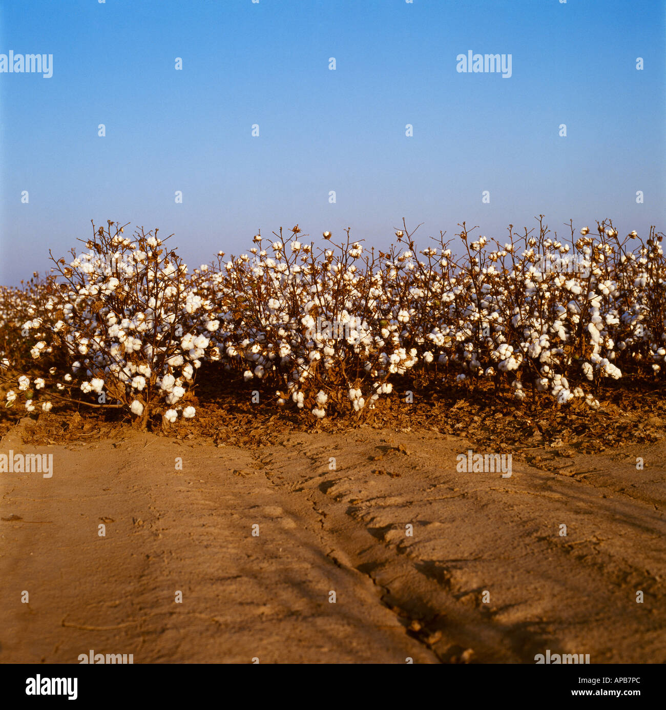 Agriculture - Row ends of mature defoliated cotton ready for harvest / Mississippi, USA. Stock Photo