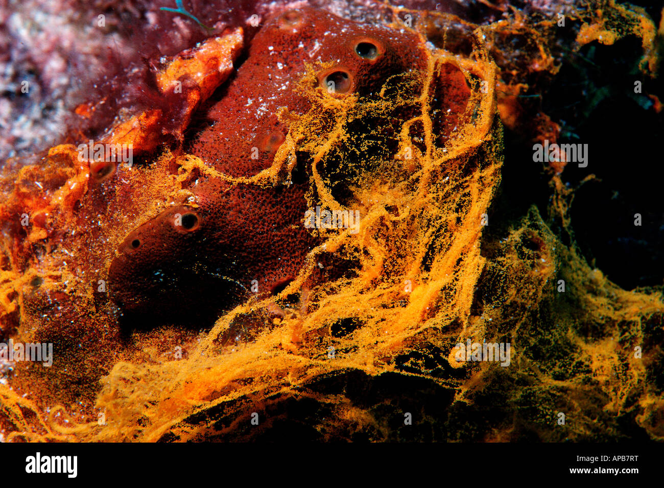 Pitted sponge Verongula rigida spawning Caribbean Atlantic Ocean Stock