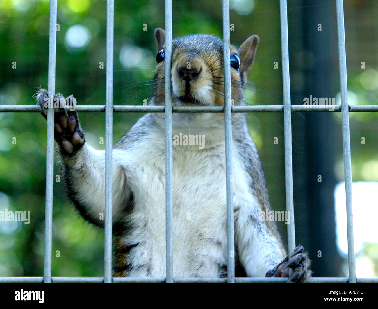 A grey squirrel behind bars, in captivity Stock Photo - Alamy