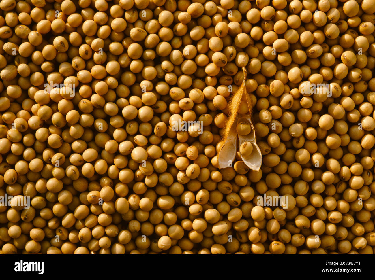 Agriculture Harvested mature soybeans showing one pod opened up
