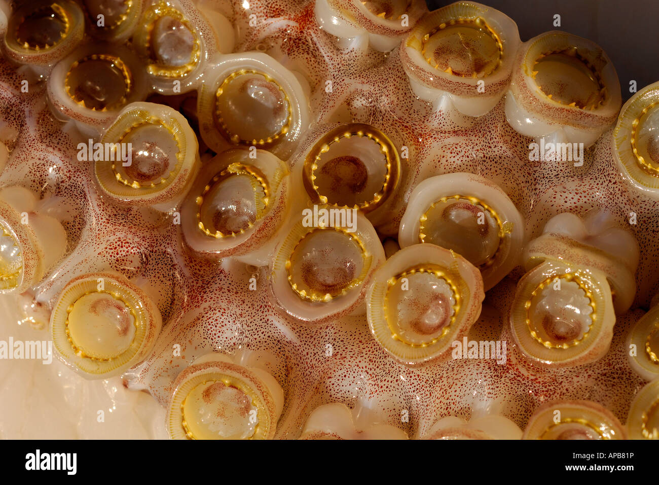 Squid Suction Cup Teeth