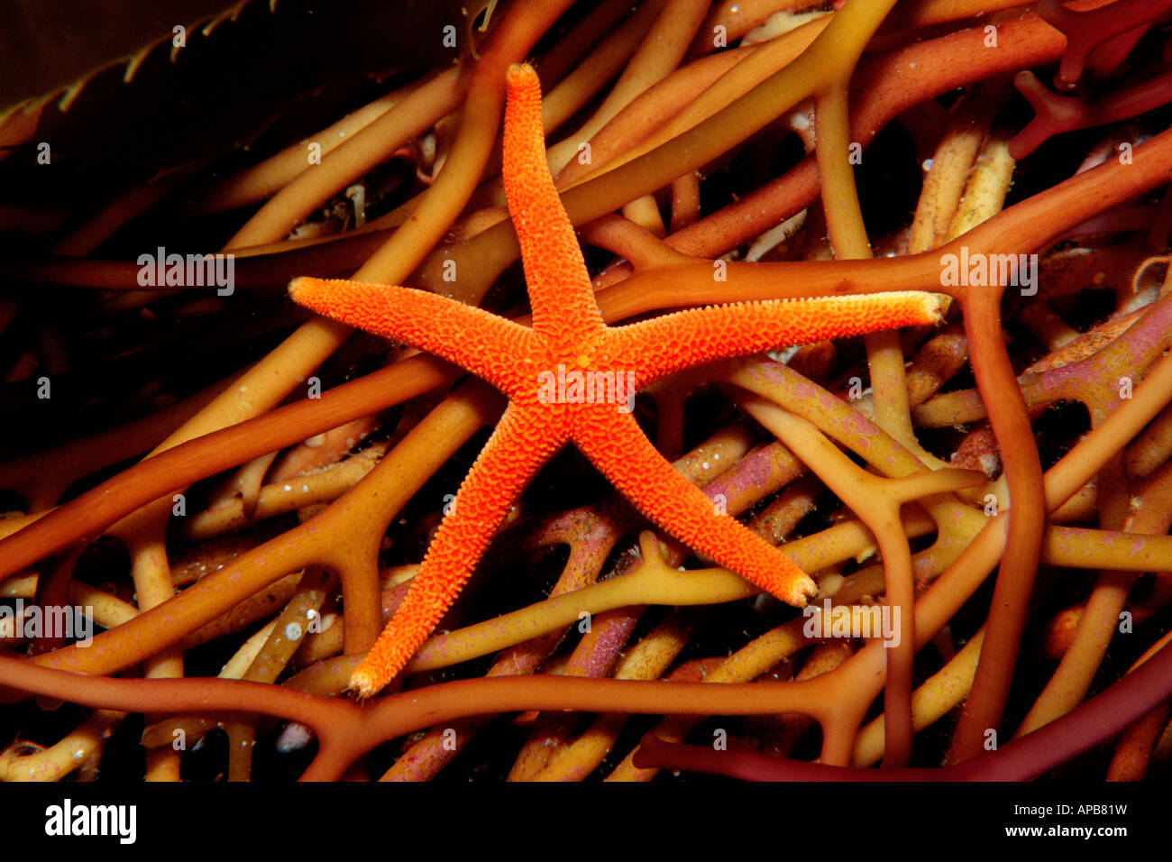 Blood star Henricia leviuscula on Giant kelp California Pacific Ocean Stock Photo