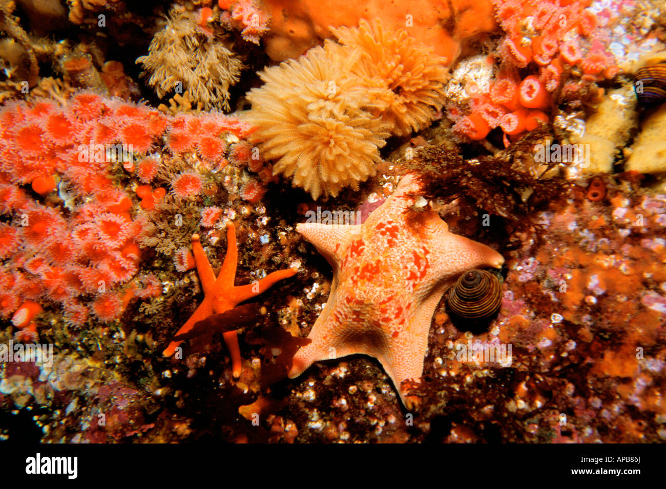 Bat star Asterina miniata and Blood star Henricia leviscula Monterey California Pacific Ocean Stock Photo