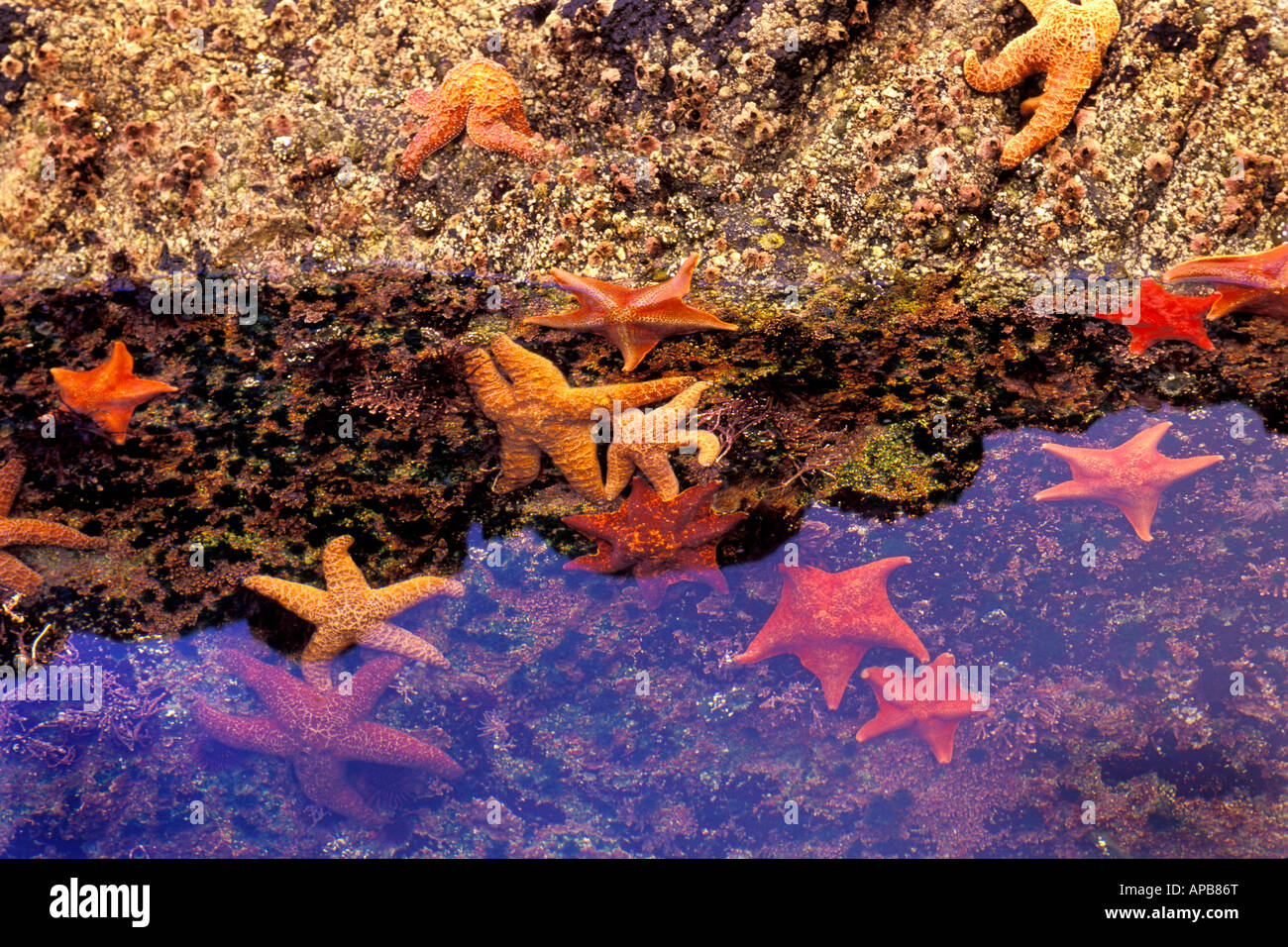 Seastars in tidepool Stock Photo