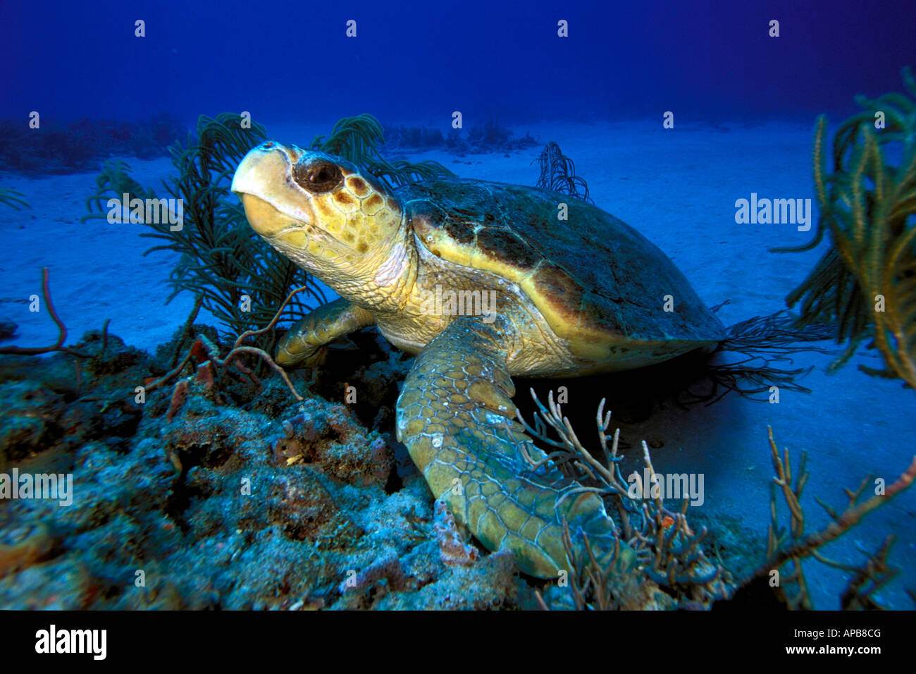 Loggerhead Turtle Caretta Caretta Stock Photo Alamy