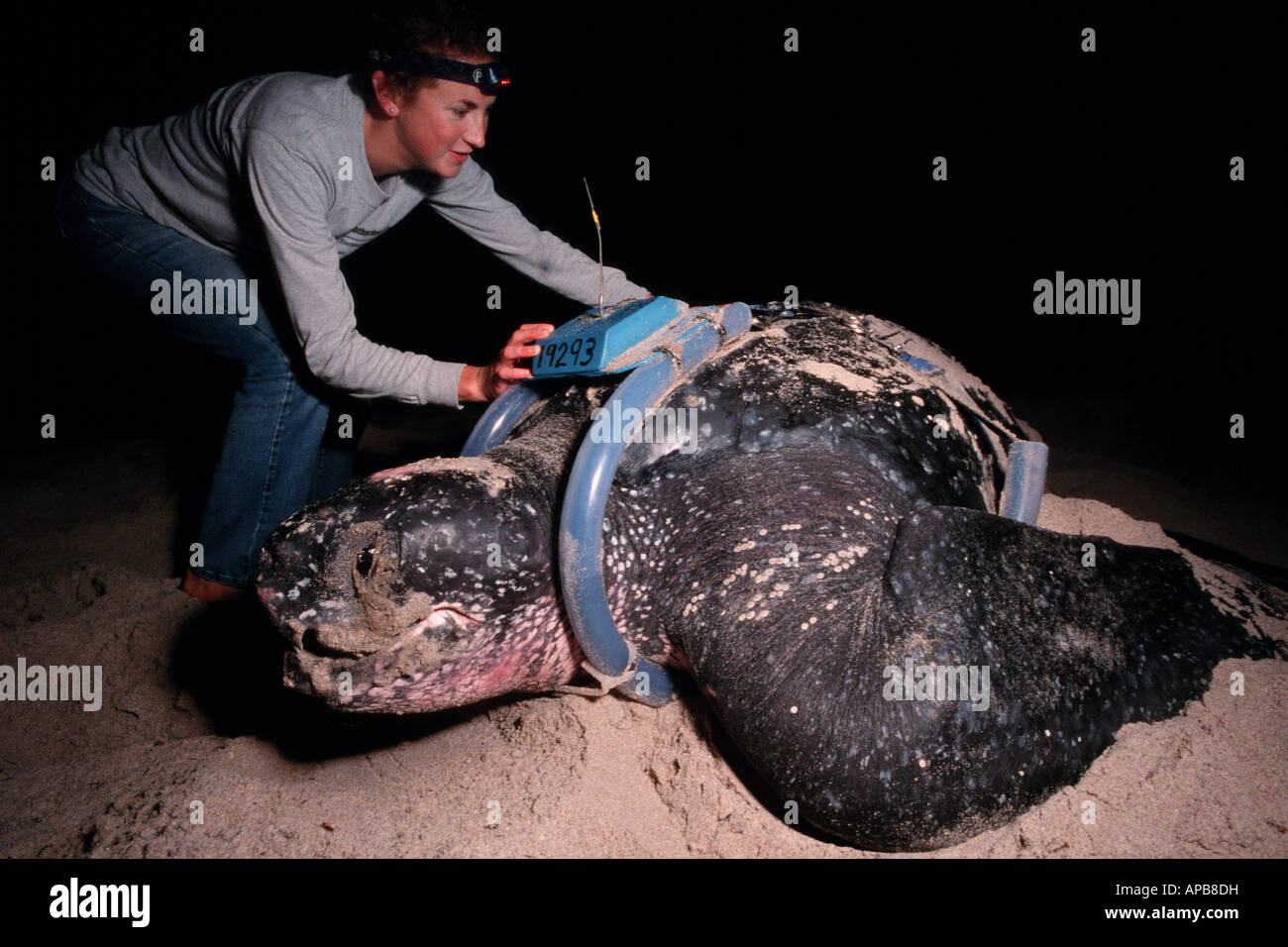 Leatherback Turtle Dermochelys Coriacea Stock Photo Alamy Leatherback Turtle Dermochelys Coriacea Stock Photo Alamy