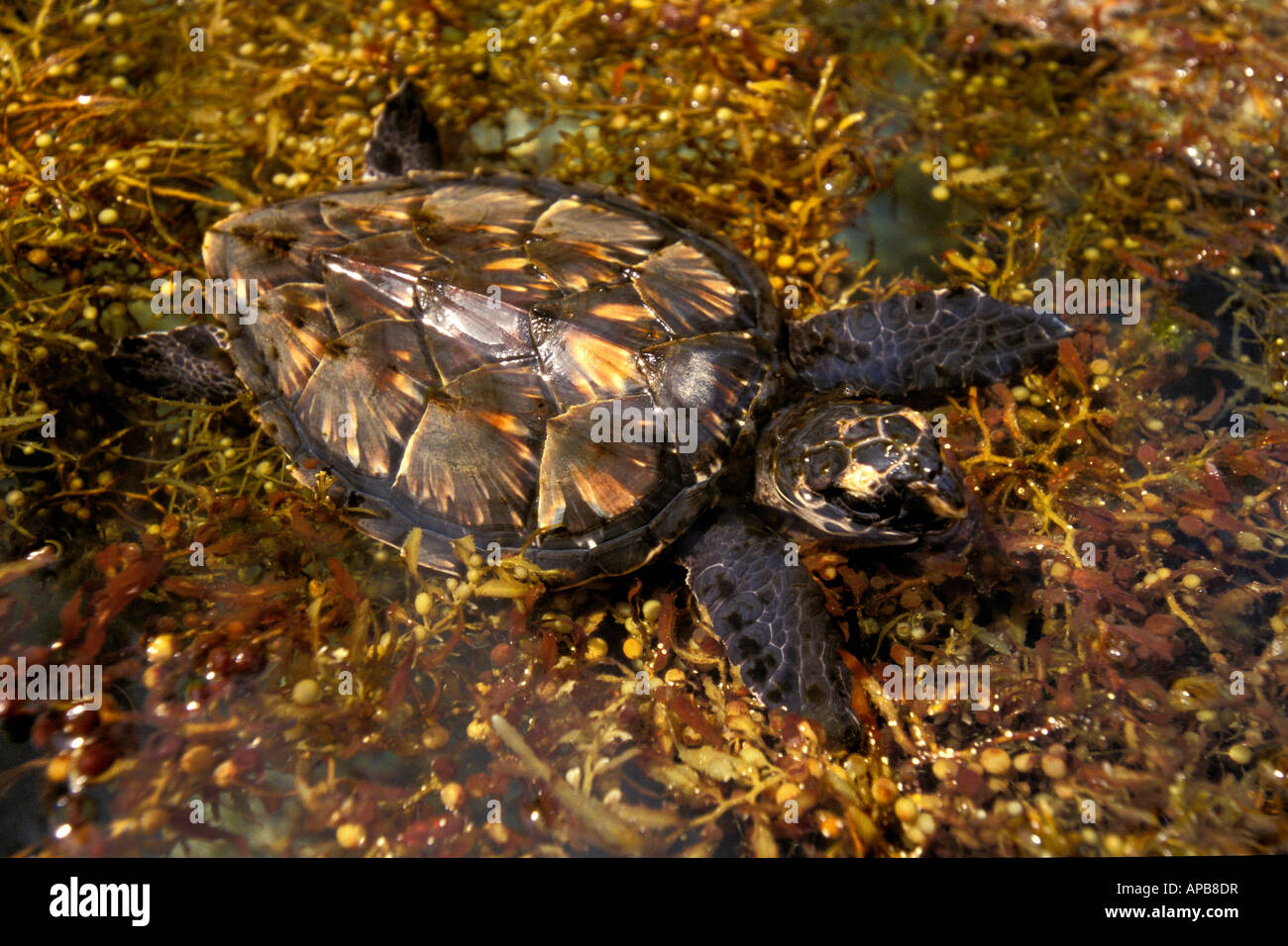 Hawksbill turtle Eretmochelys imbricata Stock Photo