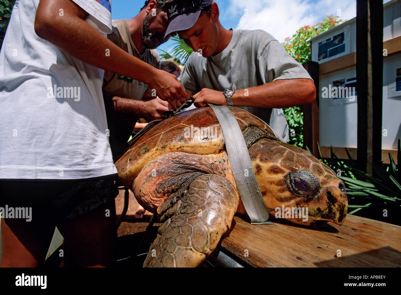 Loggerhead turtle Caretta caretta release Stock Photo