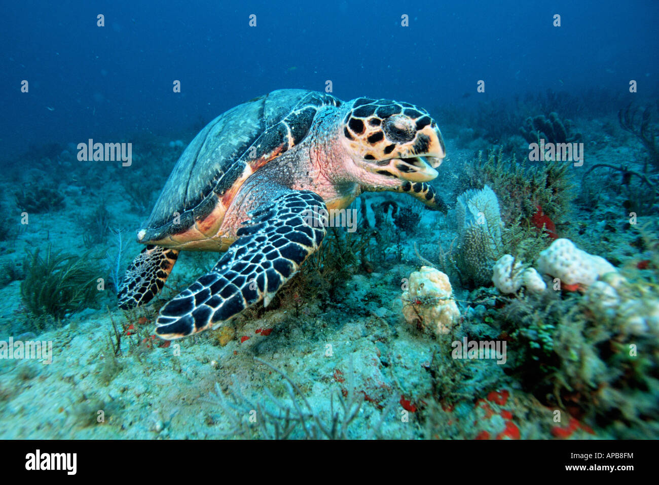Hawksbill turtle Eretmochelys imbricata feeding on sponge Stock Photo