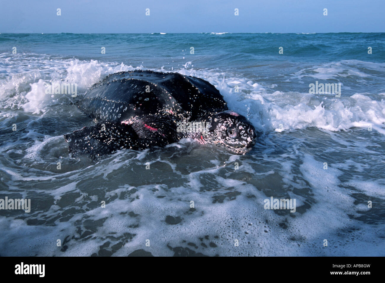 dermochelys coriacea leatherback sea turtle