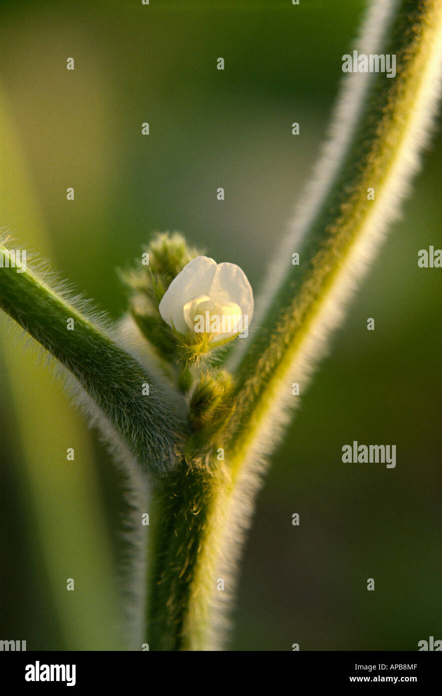 Agriculture Closeup of a white soybean flower / Mississippi, USA. Stock Photo