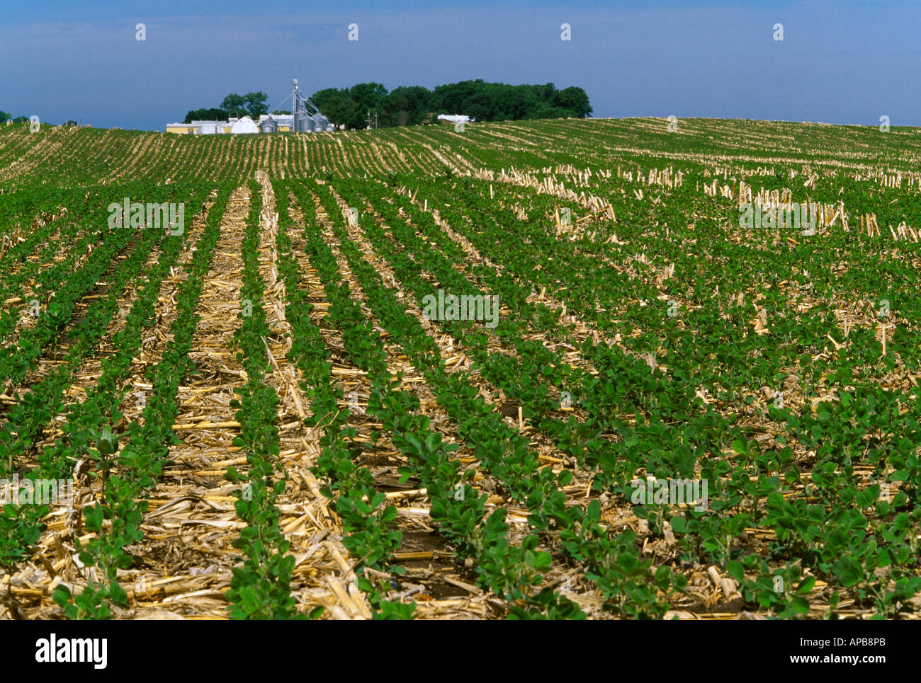 Agriculture Early growth notill soybeans growing in corn stubble
