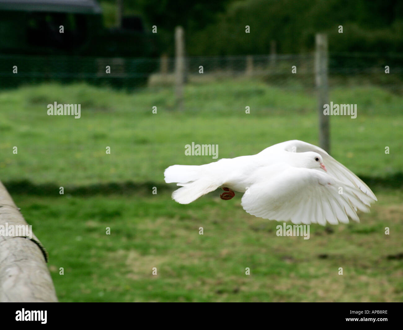 A white dove flying Stock Photo Alamy