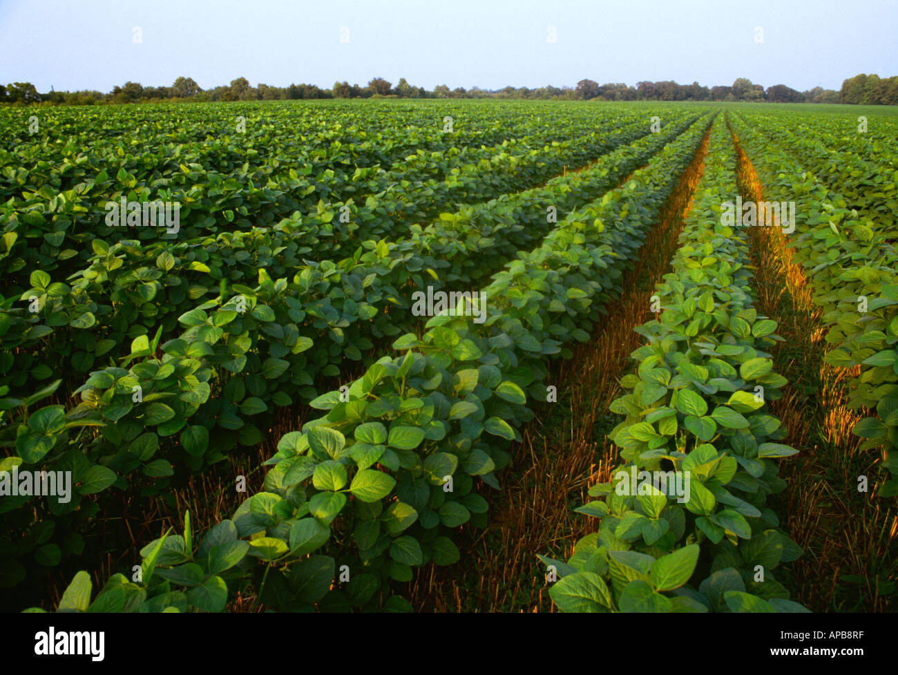 Agriculture Field of late mid growth notill soybeans growing in