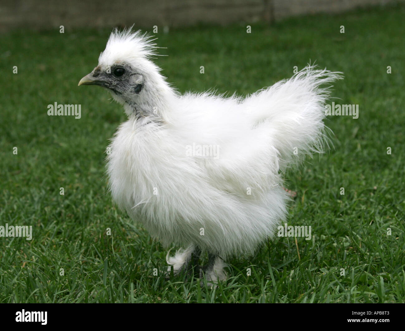 Fancy poultry - a baby bantam. Stock Photo
