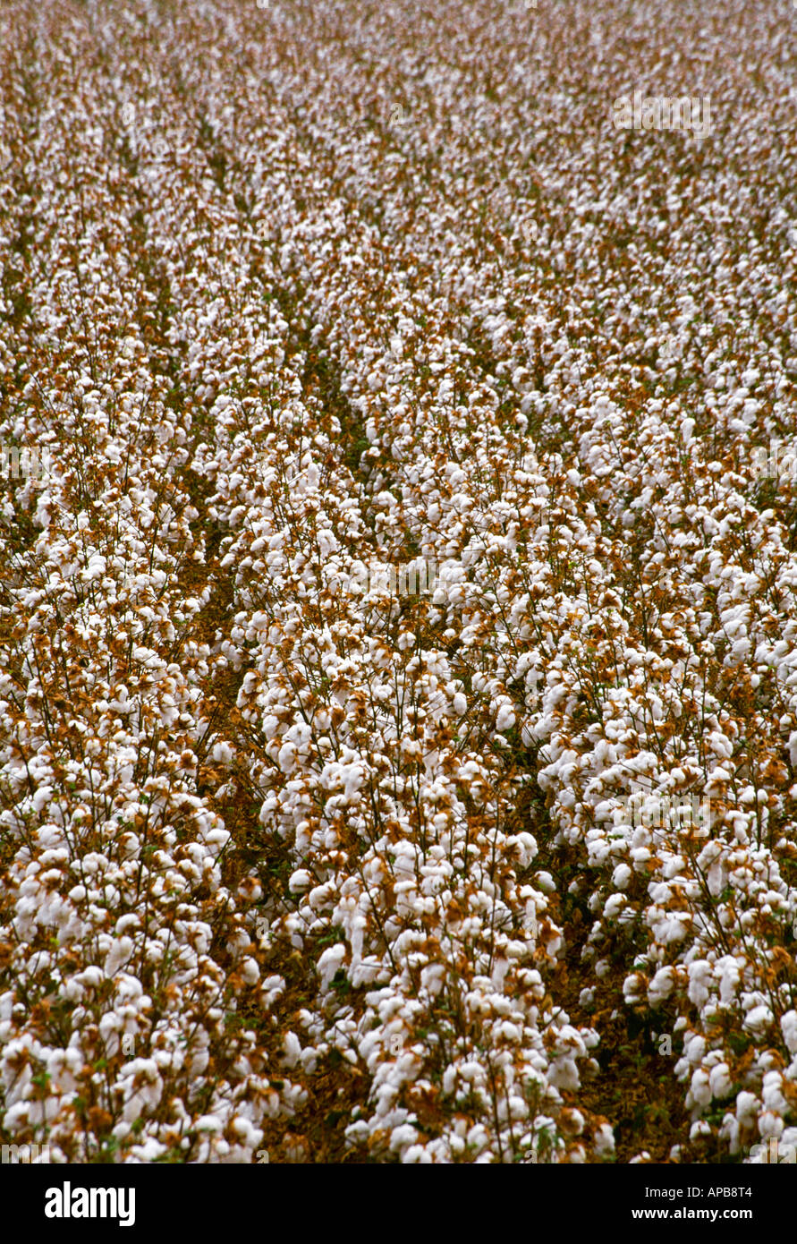 Agriculture - Mature field of defoliated Acala cotton ready to be ...