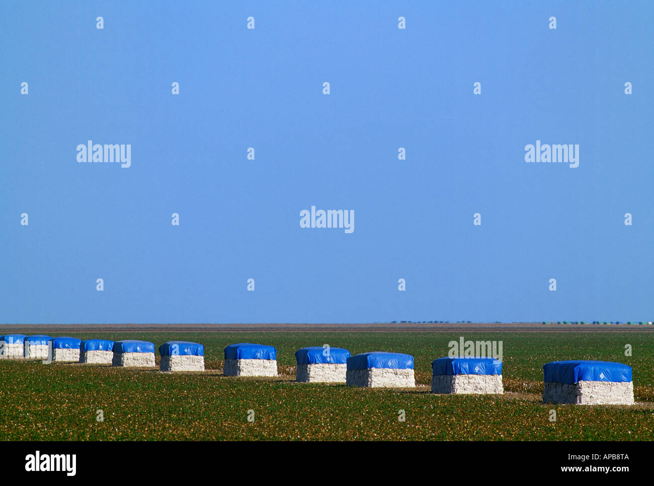 Cotton modules line a cotton field turnrow after the harvest. A single module contains 10-12 bales / California, USA. Stock Photo