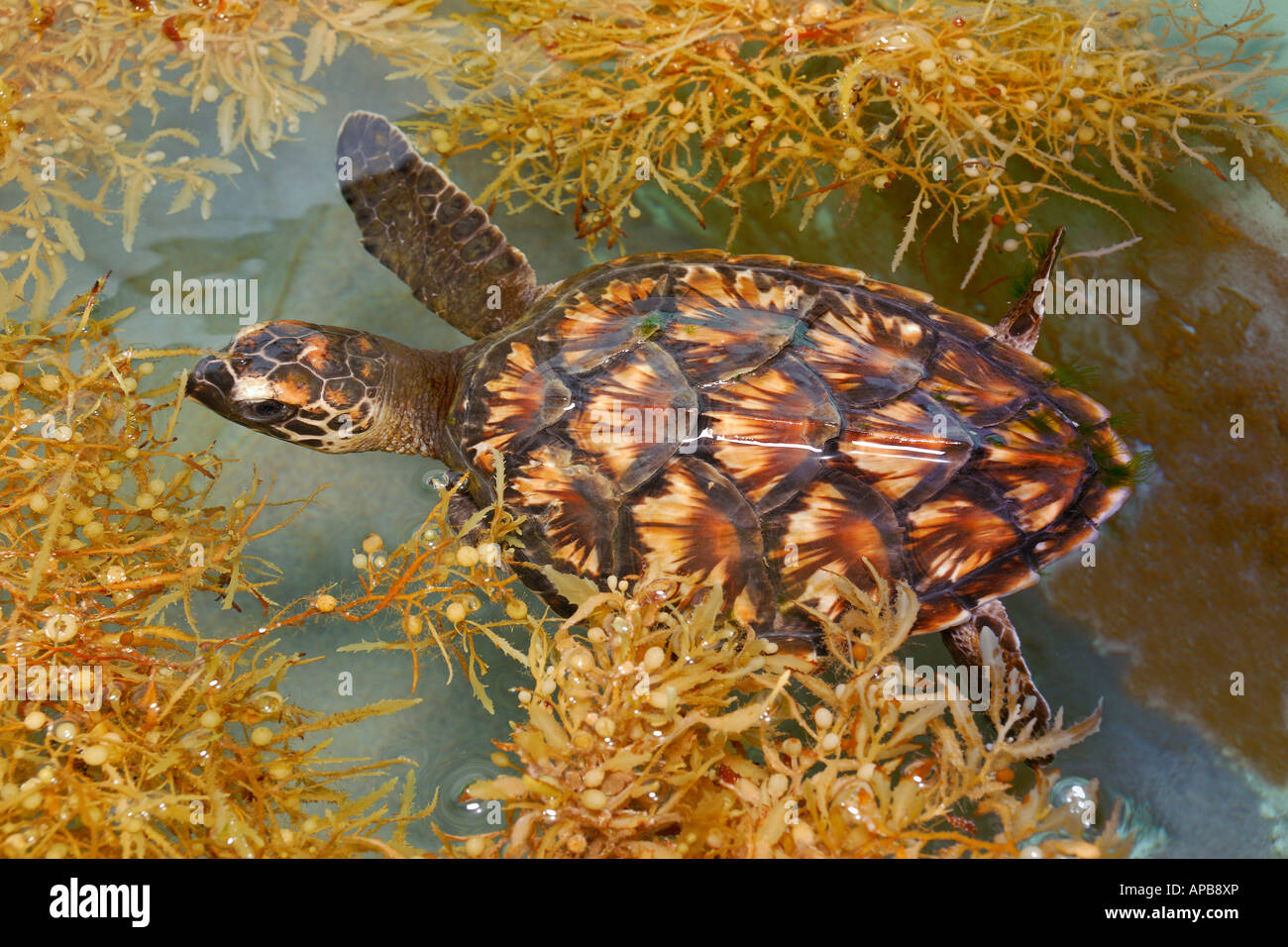 Hawskbill sea turtle Eretmochelys imbricata Stock Photo
